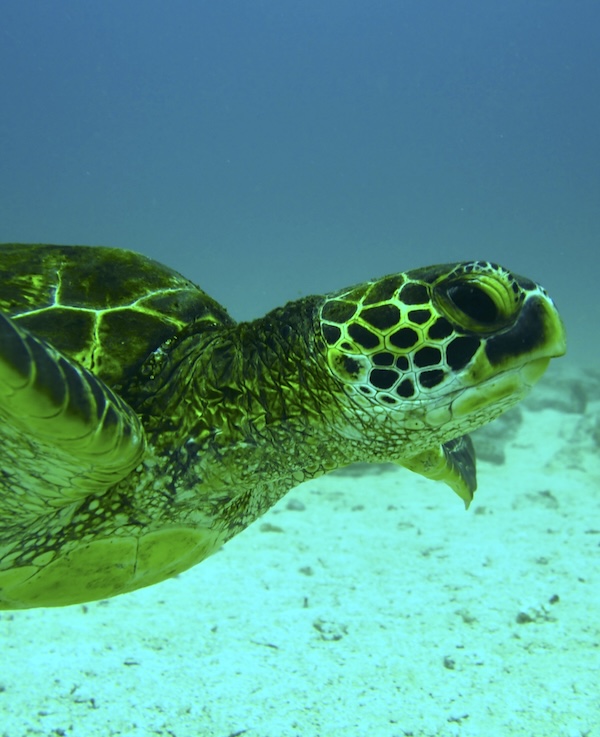 Über mich 6 Wasserschildkröte schwimmt im klaren Wasser, sandiger Meeresboden im Hintergrund